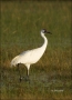 Whooping_Cranes